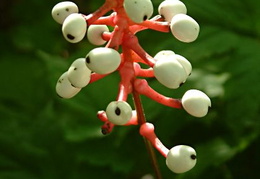 Actaea pachypoda - berries