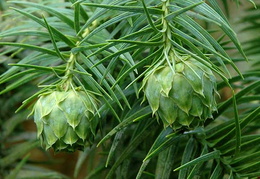 Cunninghamia lanceolata  - new cones