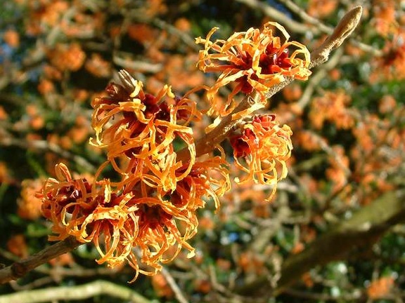 Hamamelis x intermedia 'Jelena' flower