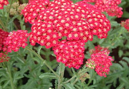 Achillea millifolium 'Red Velvet'