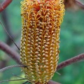 Banksia ericifolia - flower