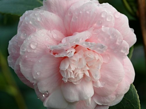 Camellia japonica 'Duchesse Decazes'