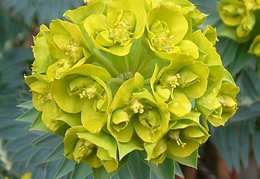 Euphorbia rigida - in flower