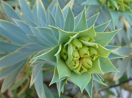 Euphorbia rigida - flower buds