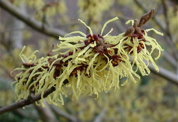 Hamamelis japonica 'Sulphurea'