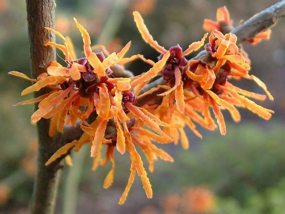 Hamamelis x intermedia 'Orange Peel'