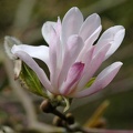 Magnolia x loebneri 'Raspberry Fun'