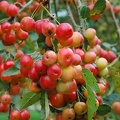 Malus 'Crittenden' - fruits