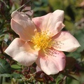 Rosa x odorata 'Mutabilis'
