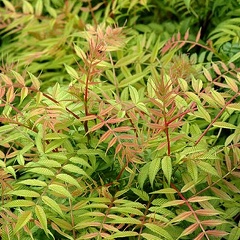 Sorbaria sorbifolia 'Sem'