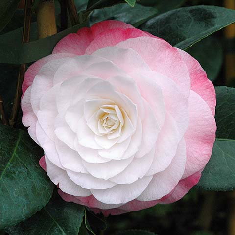 Camellia japonica 'Desire'.jpg