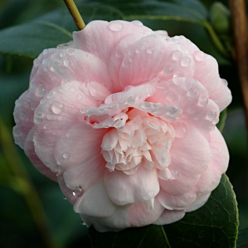 Camellia japonica 'Duchesse Decazes'.jpg