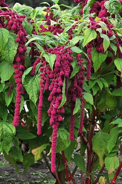 Amaranthus caudatus 2.jpg