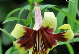 Lilium nepalense