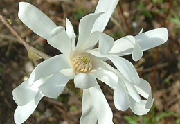 Magnolia stellata 'Royal Star'