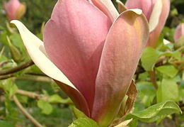 Magnolia x brooklynensis 'Eva Maria'