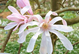 Magnolia x loebneri 'Leonard Messel'