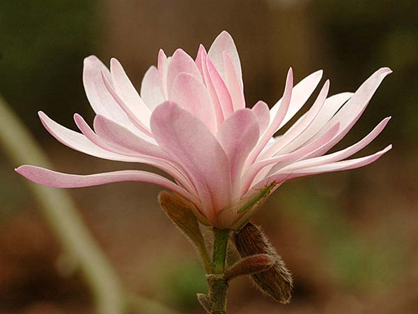 Magnolia stellata 'Rosea' 2.jpg