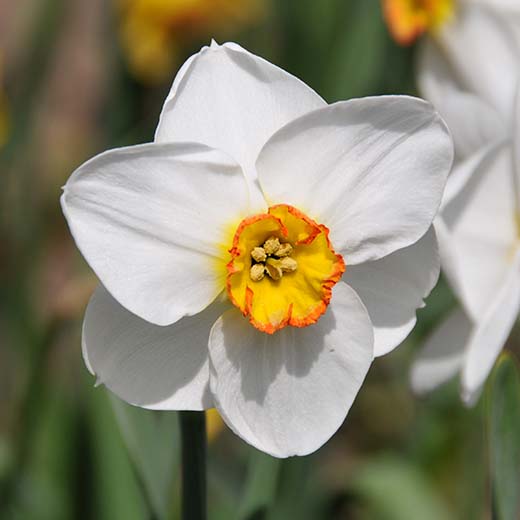 Narcissus 'Merlin'