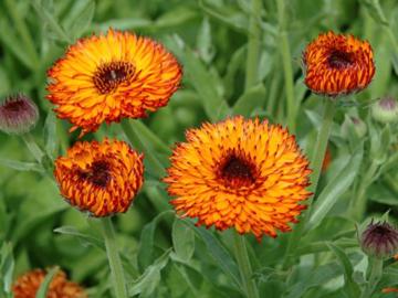 Calendula 'Neon' seeds - Calendula officinalis